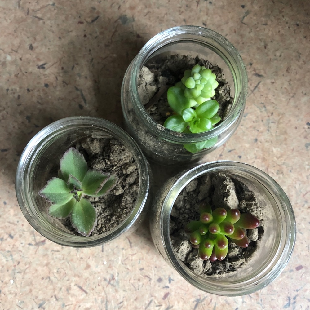 Glass succulent jars, set of 3